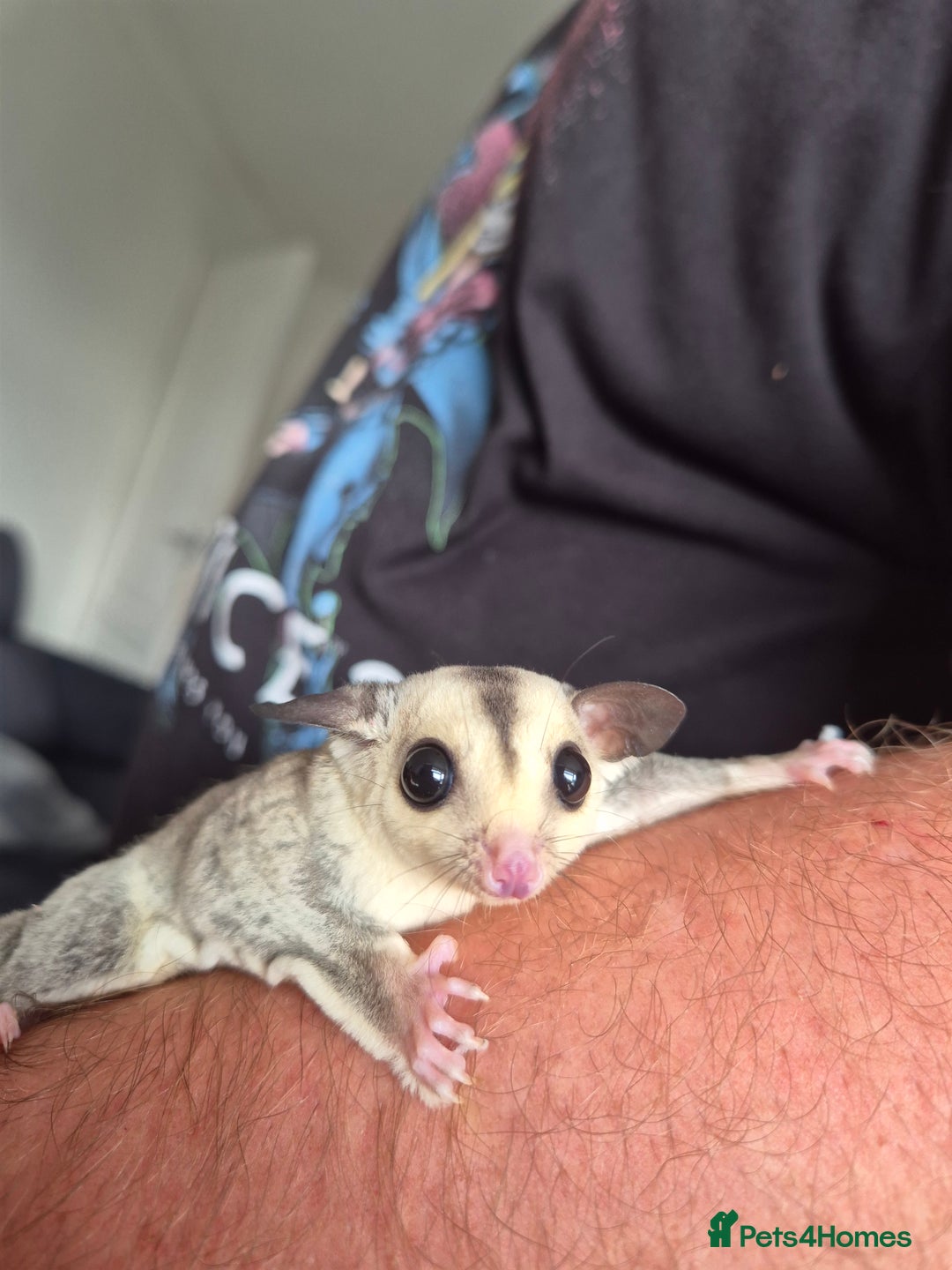 Sugar Glider rodents for sale: Sugar gliders unrelated ready 18th  - Image 4