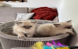Ragdoll cats for sale: Adorable Ragdoll baby’s  - Image 3