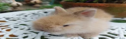 Netherland Dwarf rabbits for sale: NEATHERLAND DWARF x BABIES  - Advert 16