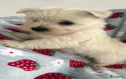 West Highland Terrier dogs for sale: Westie puppies available  - Image 28