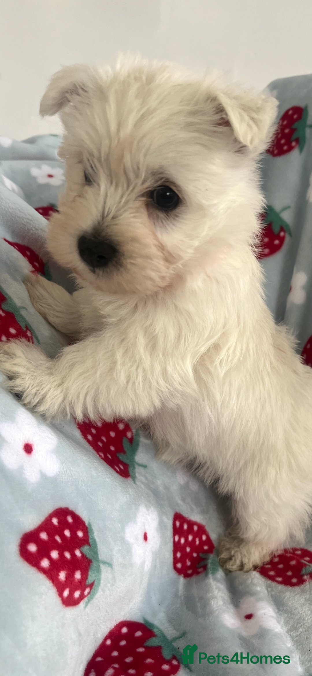 West Highland Terrier dogs for sale: Westie puppies available  - Image 28