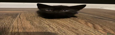 Mixed Breed Kitten 5