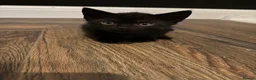 Mixed Breed cats for sale: Fluffy mix breed kittens  in Gloucester - Advert 7