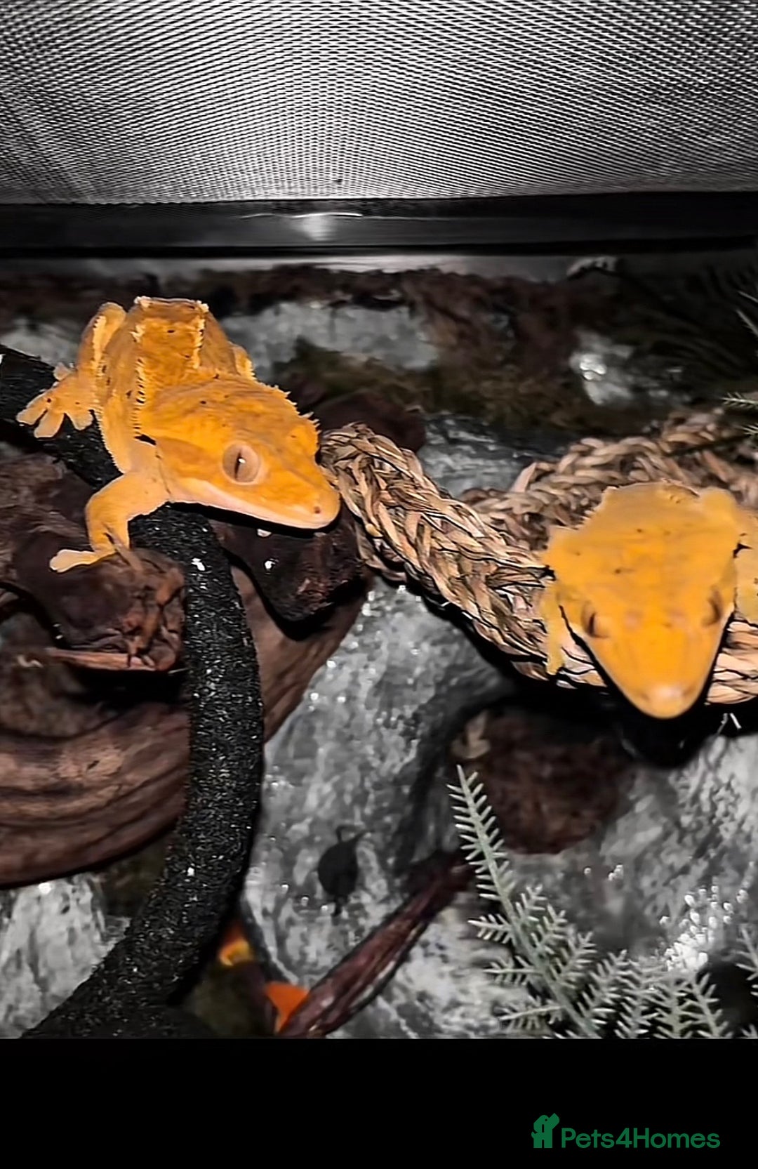 Gecko reptiles for sale: Proven breeding group of crested geckos  - Advert 2