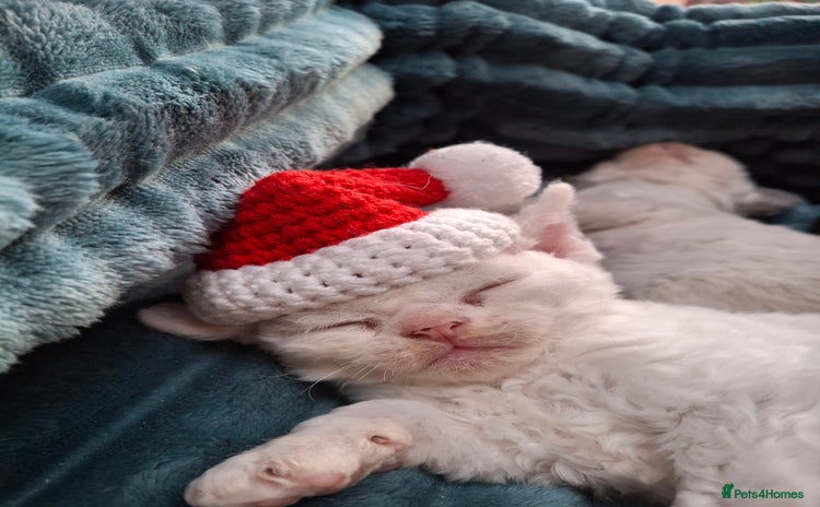 Devon Rex cats - Advert 1