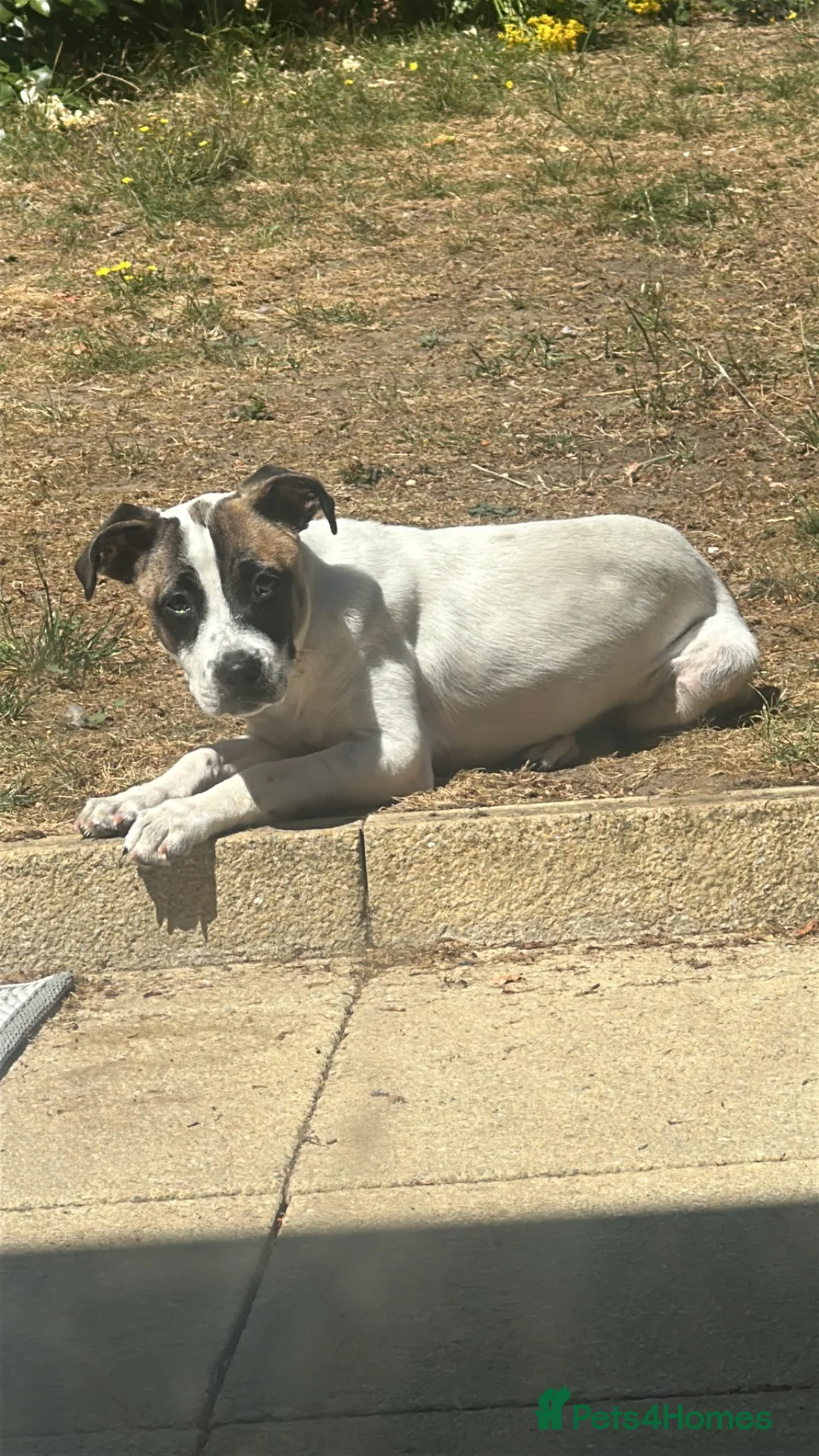 Mixed Breed dogs for sale: Staffordshire bull terrier x whippet mix - Advert 2