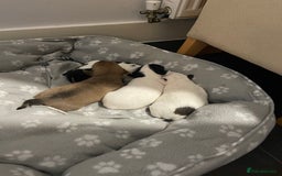 Mixed Breed dogs for sale: 3 puppies ready 21st November  - Image 10