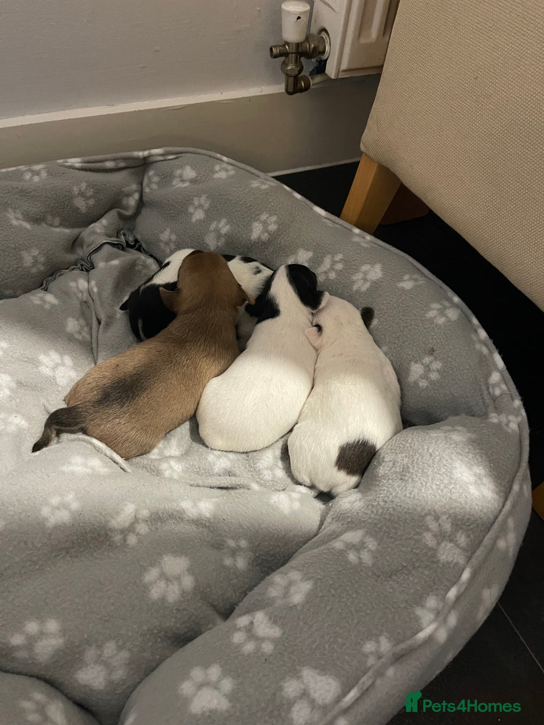 Mixed Breed dogs for sale: 3 puppies ready 21st November  - Image 10