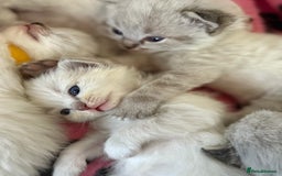 Ragdoll cats for sale: 🐾 Ragdoll kittens - ONE MALE TWO FEMALE LEFT 🐾 - Image 5