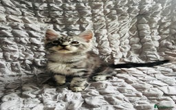 Maine Coon cats for sale: Maine coon kittens TICA registered  - Image 22