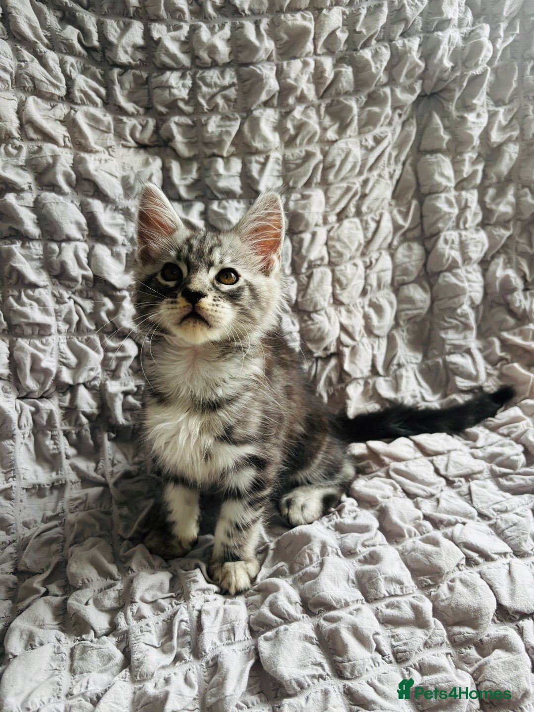 Maine Coon cats for sale: Maine coon kittens TICA registered  - Image 22
