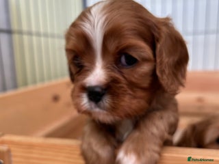 Cavalier King Charles Spaniel dogs Health Tested, beautiful KC Cavalier Puppies. - Advert 3