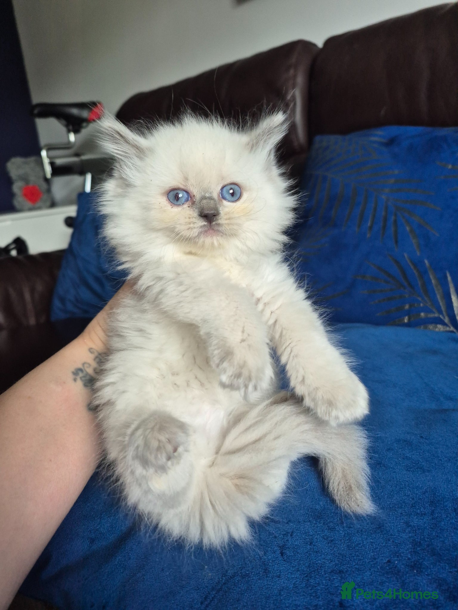 Ragdoll cats blue point ragdoll female kitten  - Advert 1