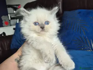 Ragdoll cats blue point ragdoll female kitten - Advert 1