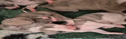 Whippet dogs for sale: Beautiful Whippet puppy's for sale - Advert 18
