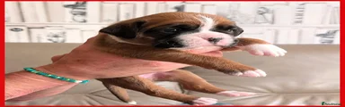 Boxer Puppy 4