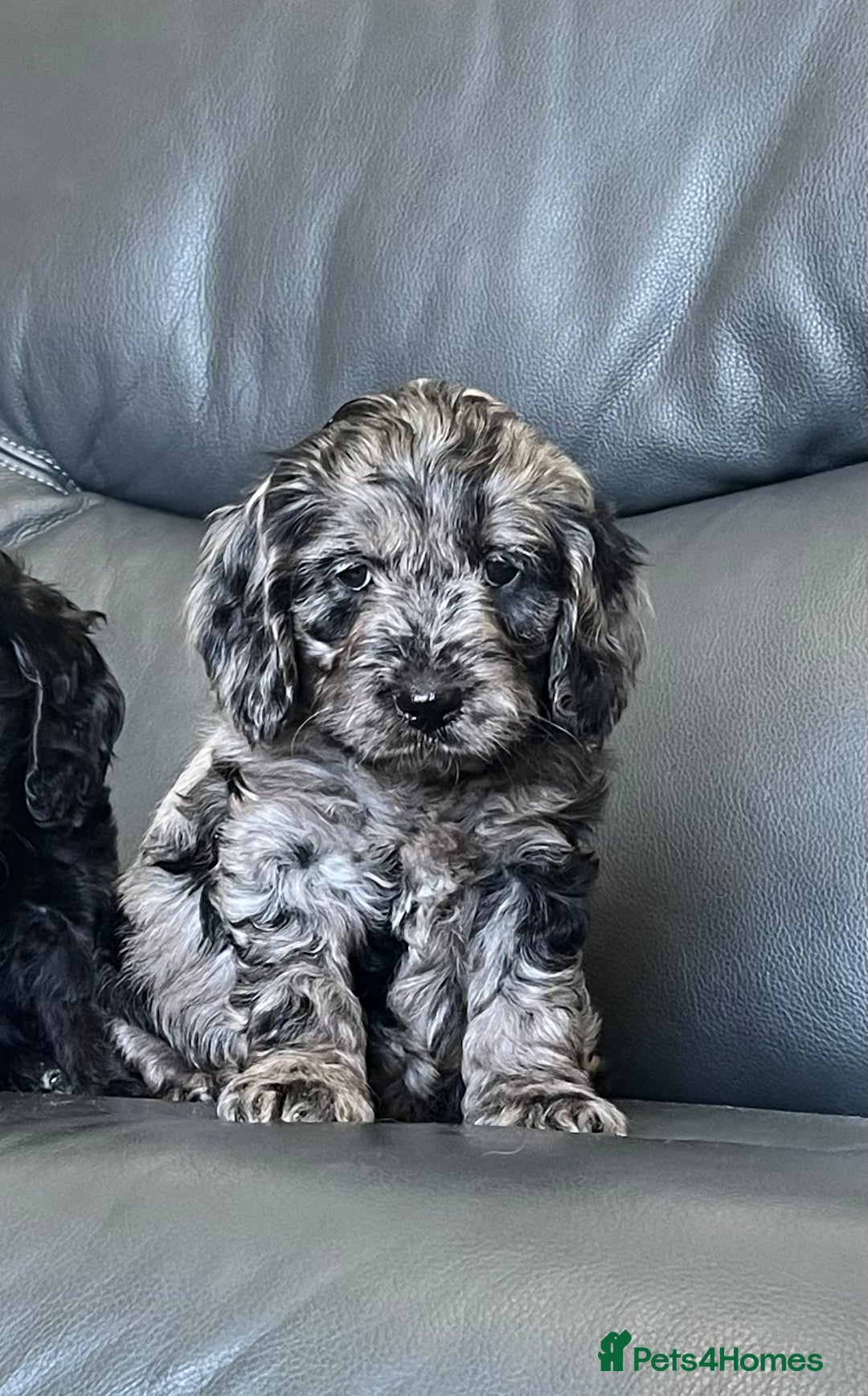 Cockapoo dogs for sale: Beautiful F1 Cockapoo puppies  - Image 14