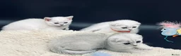 Scottish Fold cats for sale: TICA Registered Scottish Fold Kittens - Advert 11