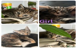 Domestic Shorthair cats for sale: Kittens for sale 3 x girls 1 x boy - Image 3