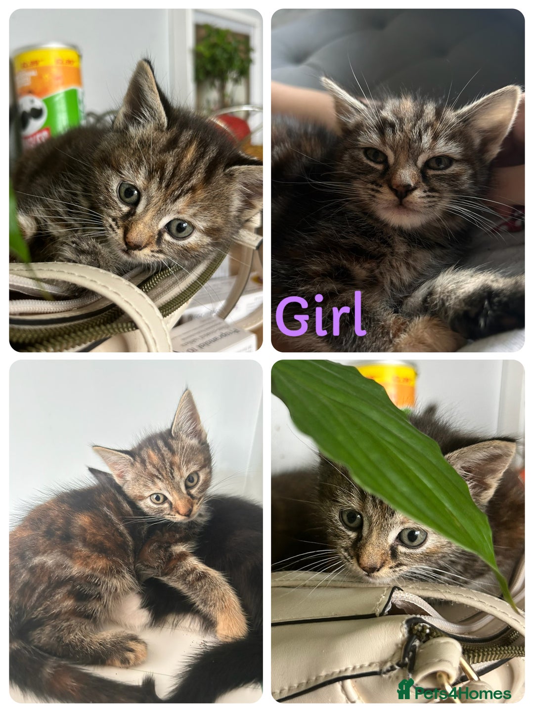 Domestic Shorthair cats for sale: Kittens for sale 3 x girls 1 x boy - Image 3