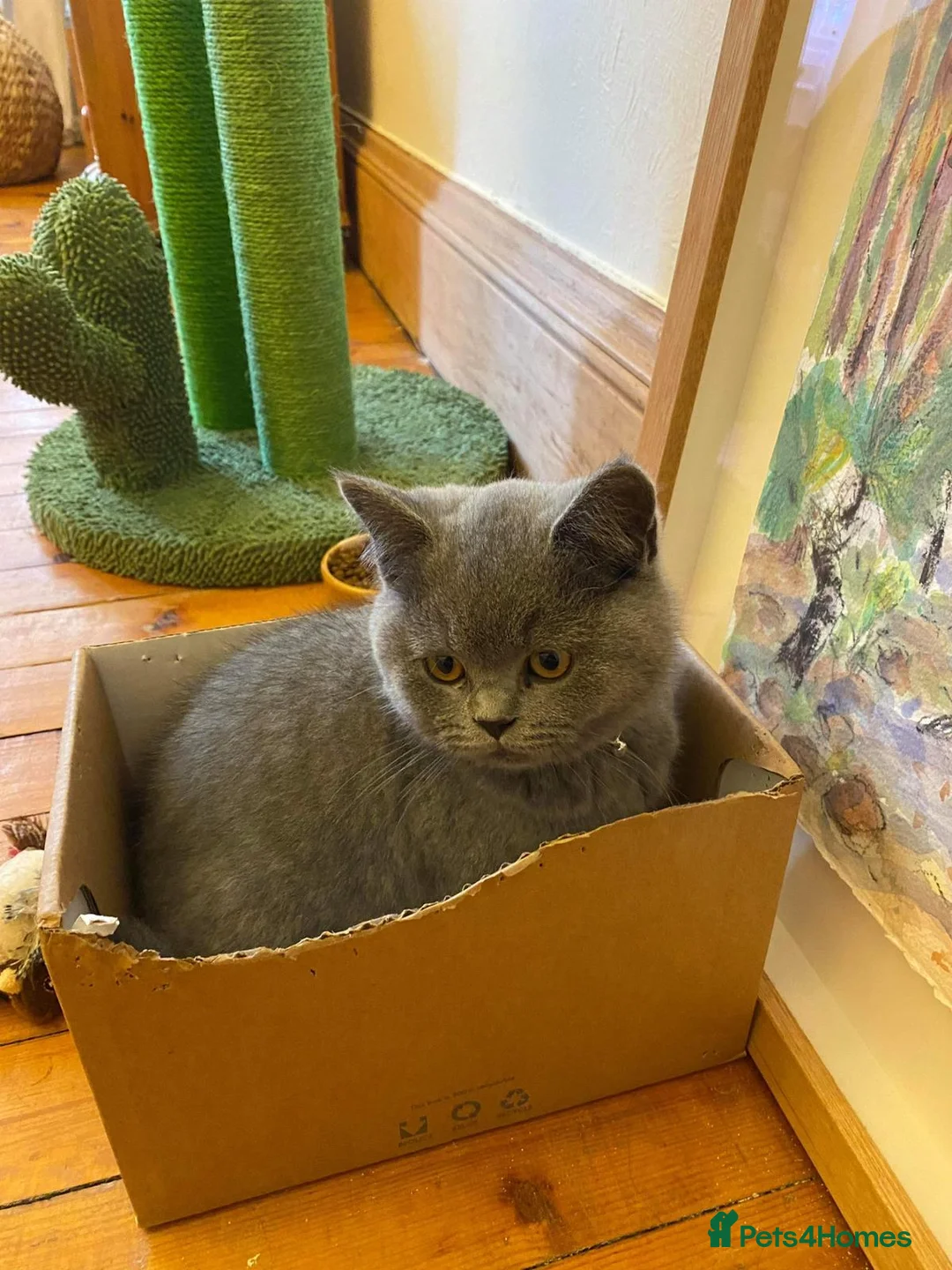 British Shorthair cats for stud: 🩶 British Shorthair Stud  in Alloa - Advert 9