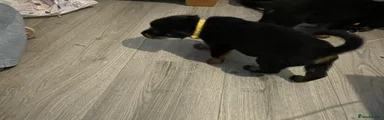 Rottweiler Puppy 9