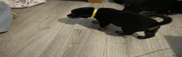 Rottweiler dogs for sale: £750    2 left Rottweilers with a hint of husky  - Advert 8