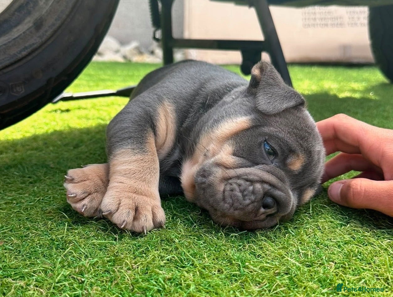 Mixed Breed dogs Stunning New England Bulldogs - Advert 1