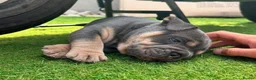 Mixed Breed dogs for sale: Stunning New England Bulldogs in Burntwood - Advert 1