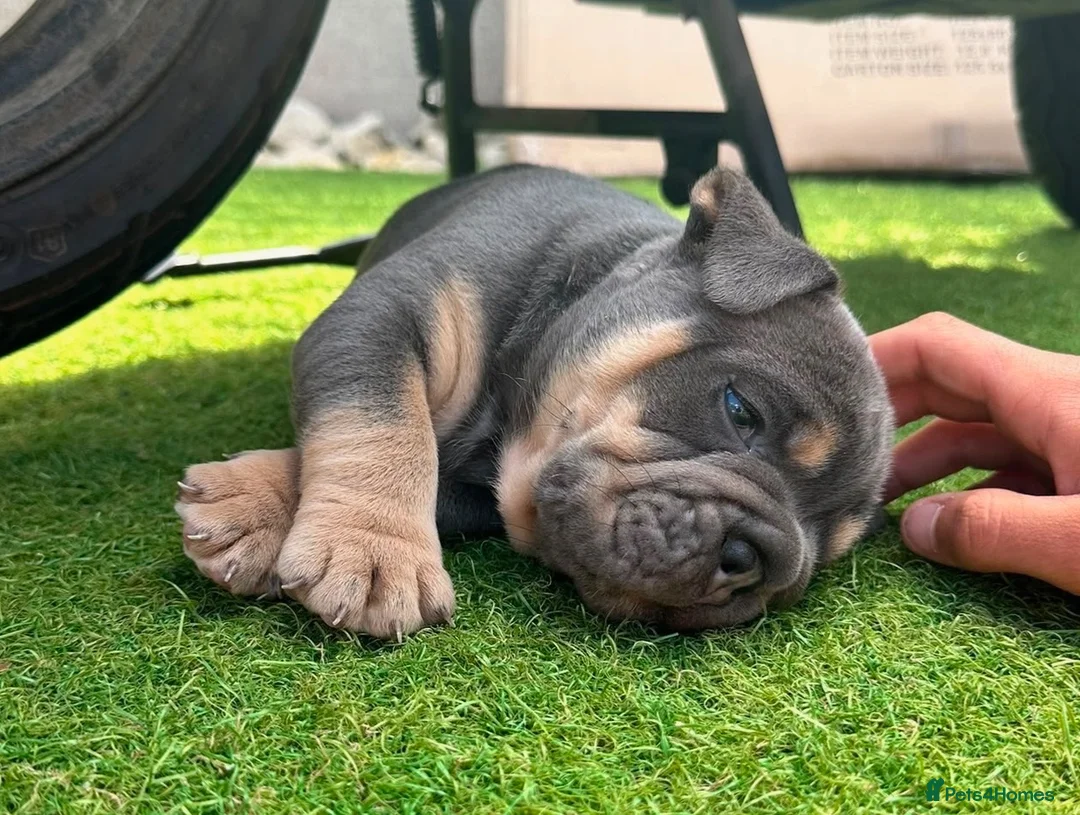 Mixed Breed dogs for sale: Stunning New England Bulldogs in Burntwood - Advert 1