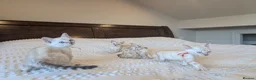 Bengal cats for sale: 🤍🩶 GORGEOUS BENGAL KITTENS 🩶🤍 - Advert 14