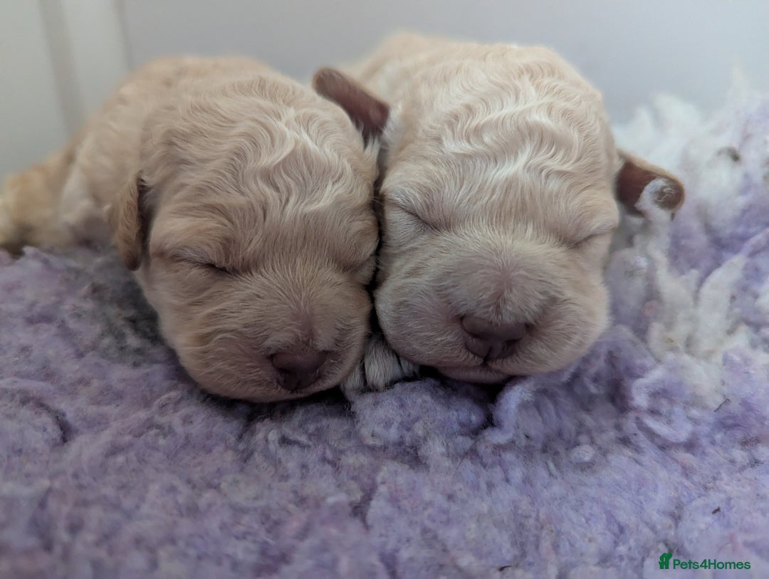 Miniature Poodle dogs for sale: Kc reg mini poodle pups for sale  - Image 7