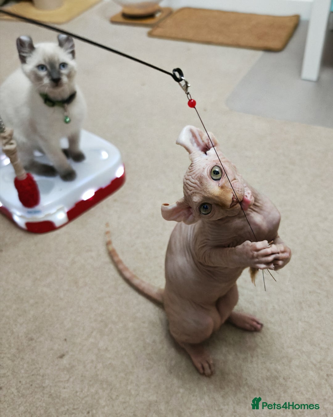 Sphynx cats for sale: 2 Ginger Unique Elf Boys left! READY NOW - Advert 23