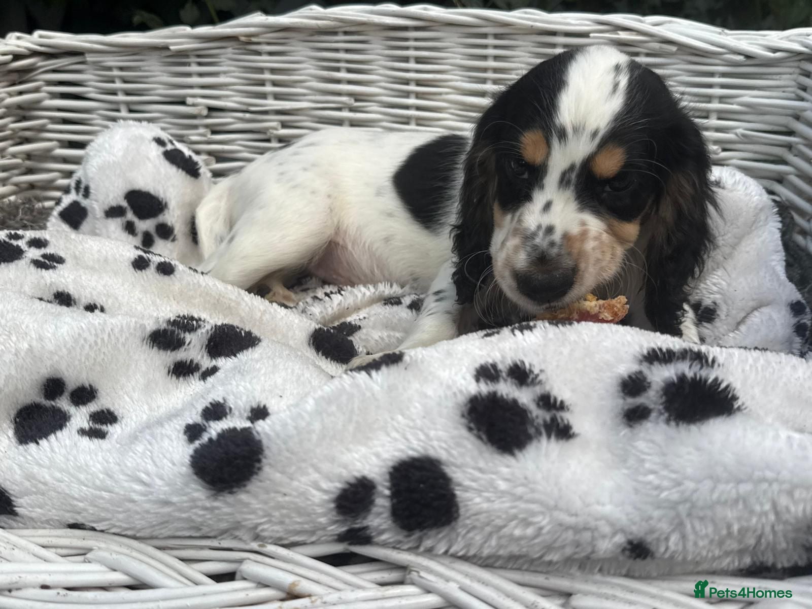 Cocker Spaniel dogs Ready for there forever homes  - Advert 2