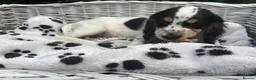 Cocker Spaniel dogs for sale: Kc registered  - Advert 2