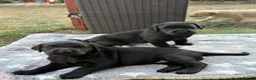 Labrador Retriever dogs for sale: Black Labrador Girls in Northampton - Advert 6