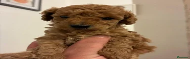 Toy Poodle 2