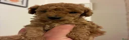 Toy Poodle dogs for sale: Adorable Toy Poodle - Advert 2