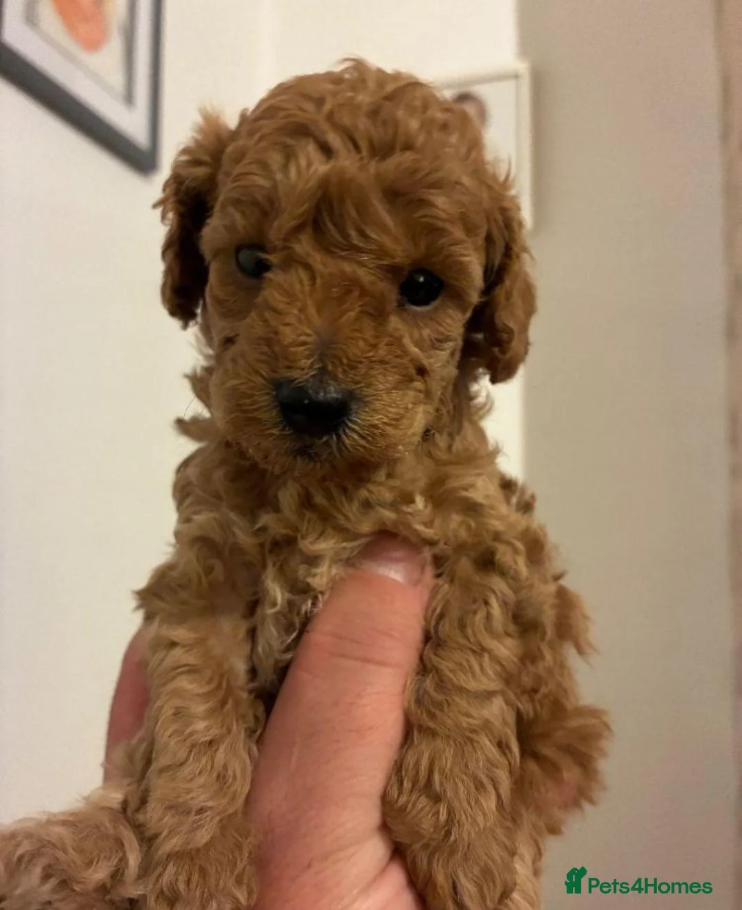 Toy Poodle dogs for sale: Adorable Toy Poodle - Advert 2
