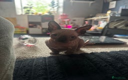 Sphynx cats for sale: 1 female 1 male sphynx kitten - Image 1