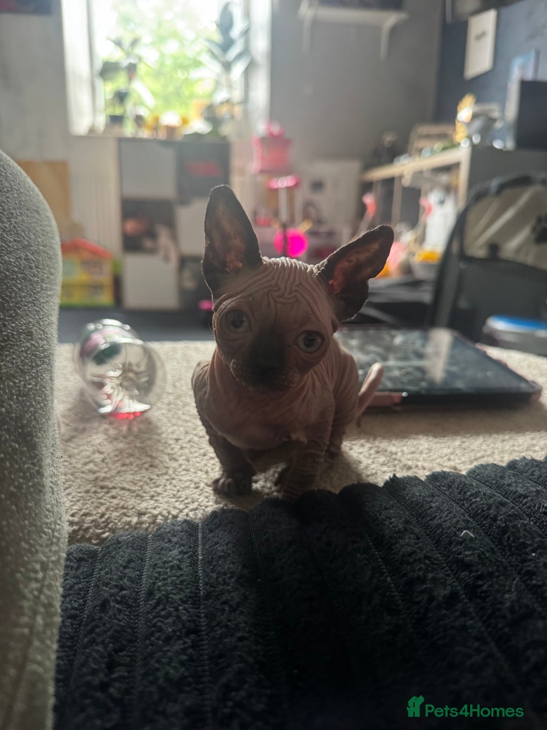 Sphynx cats for sale: 1 female 1 male sphynx kitten - Image 1