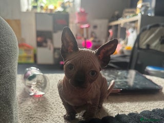 Sphynx cats - Advert 23