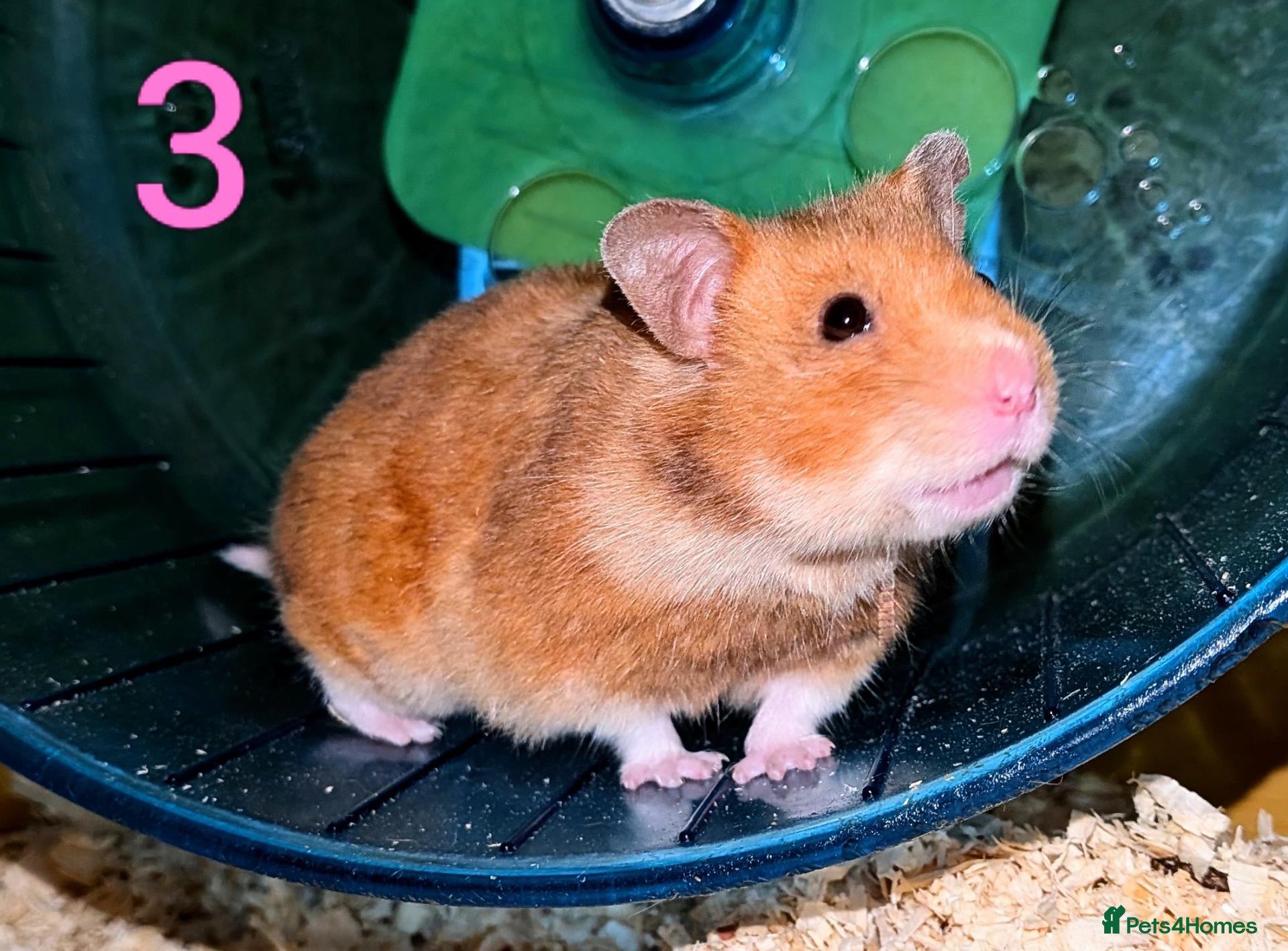 Hamster rodents Young Syrian Hamsters - Advert 17