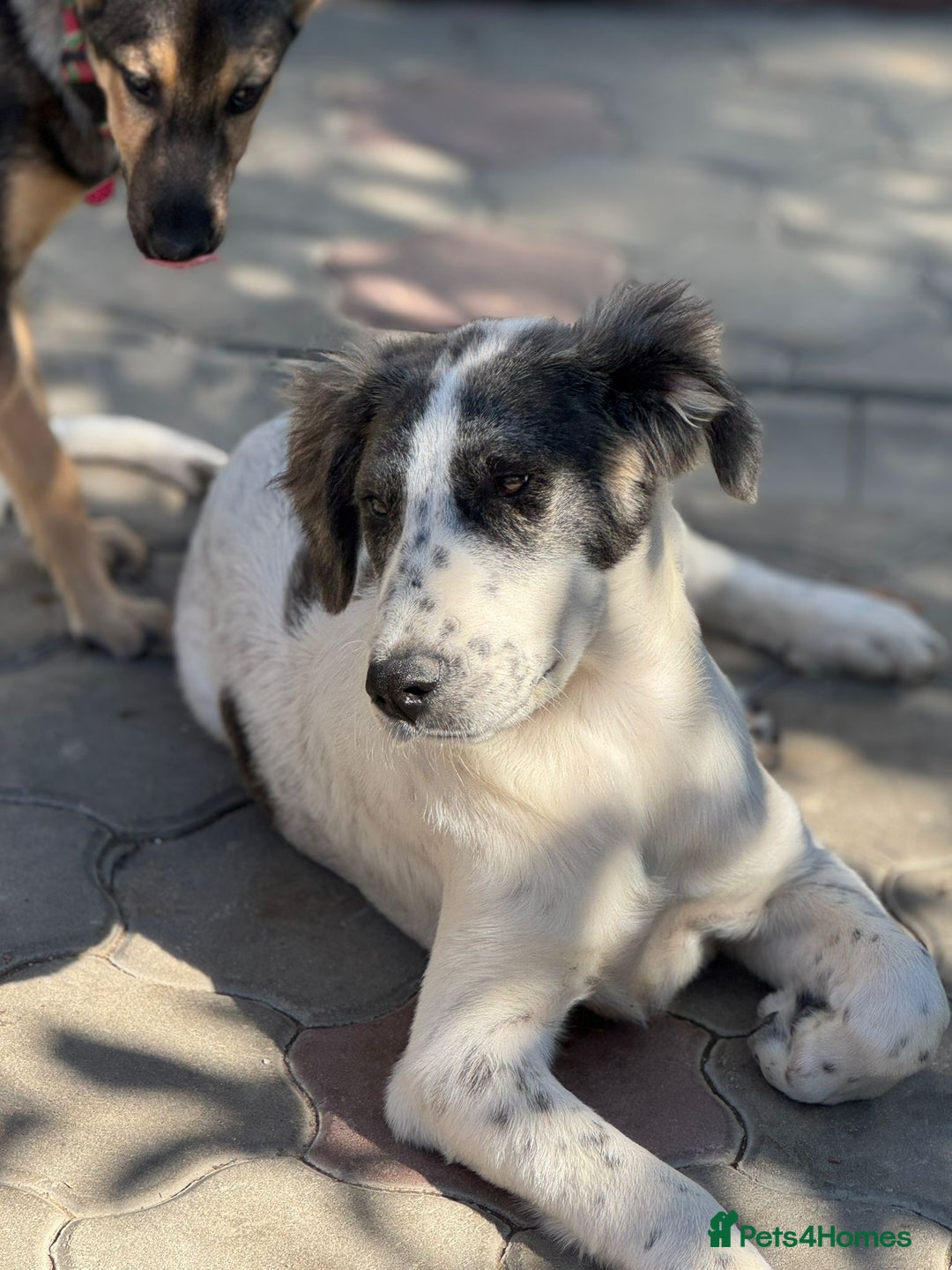 Mixed Breed dogs for adoption: ODIN, a superb young boy - for a Loving Home  - Advert 27