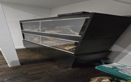 Python Snake reptiles for sale: 2 x royal ball pythons with complete set up - Image 6