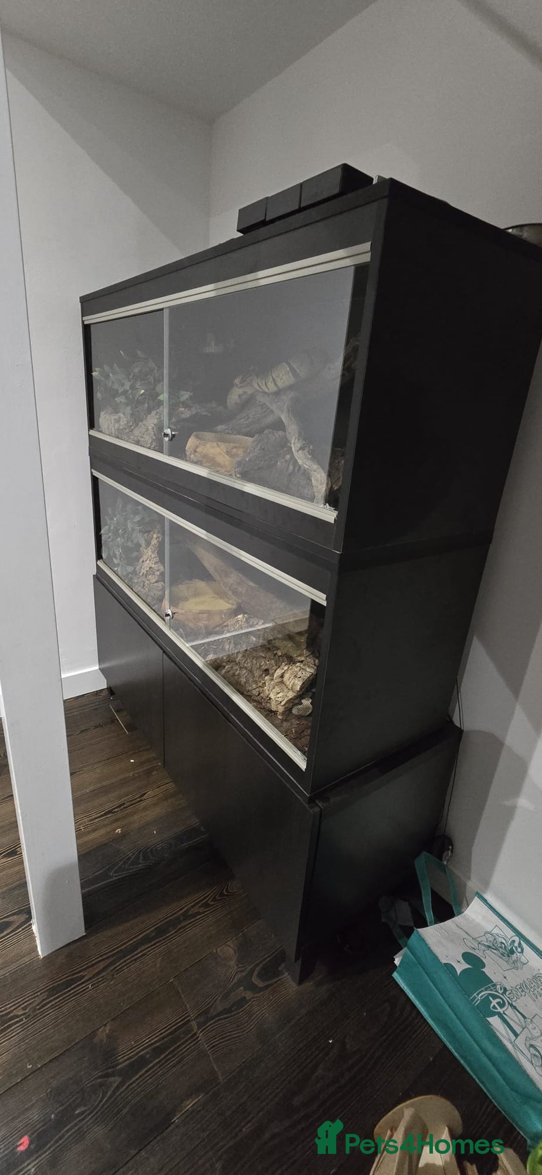 Python Snake reptiles for sale: 2 x royal ball pythons with complete set up - Image 6