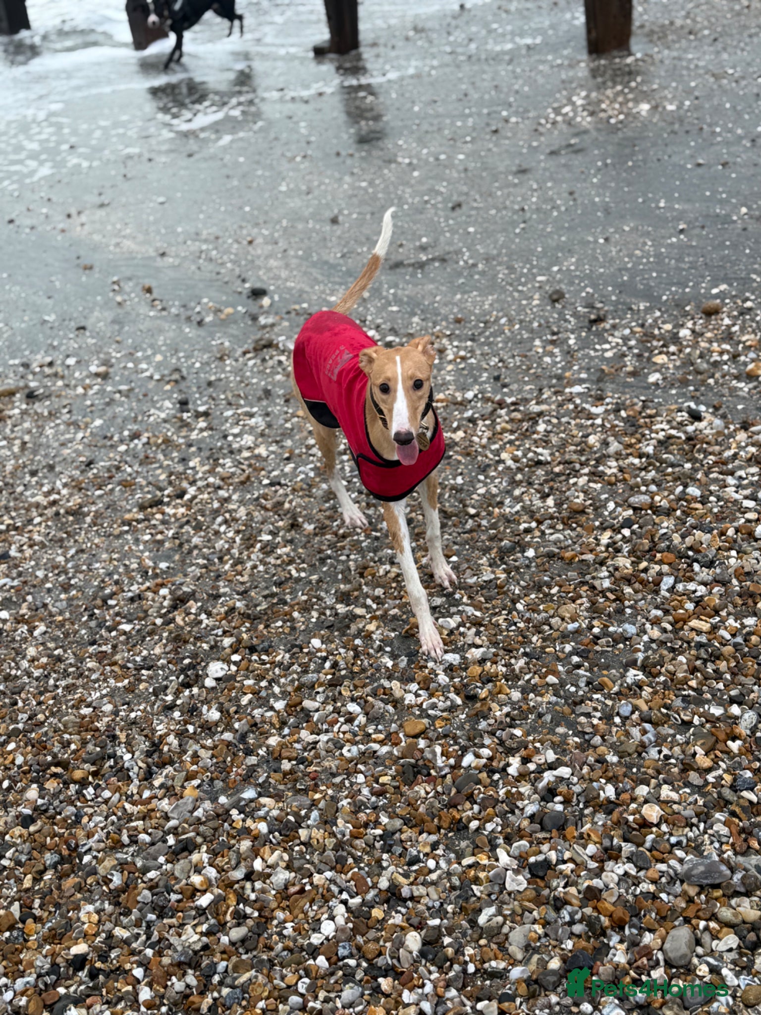Mixed Breed dogs Greyhound cross whippet for adoption  - Advert 11