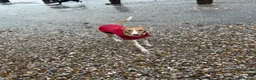 Mixed Breed dogs for sale: Greyhound cross whippet for adoption  - Advert 1