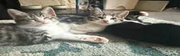 Mixed Breed cats for sale: 4 boy kittens  - Advert 10