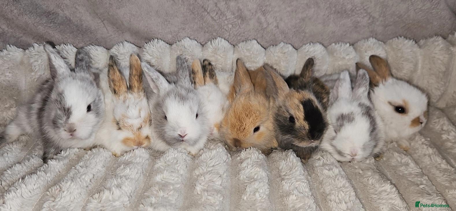 Mini Lop rabbits Mini lop bunnies - Advert 1